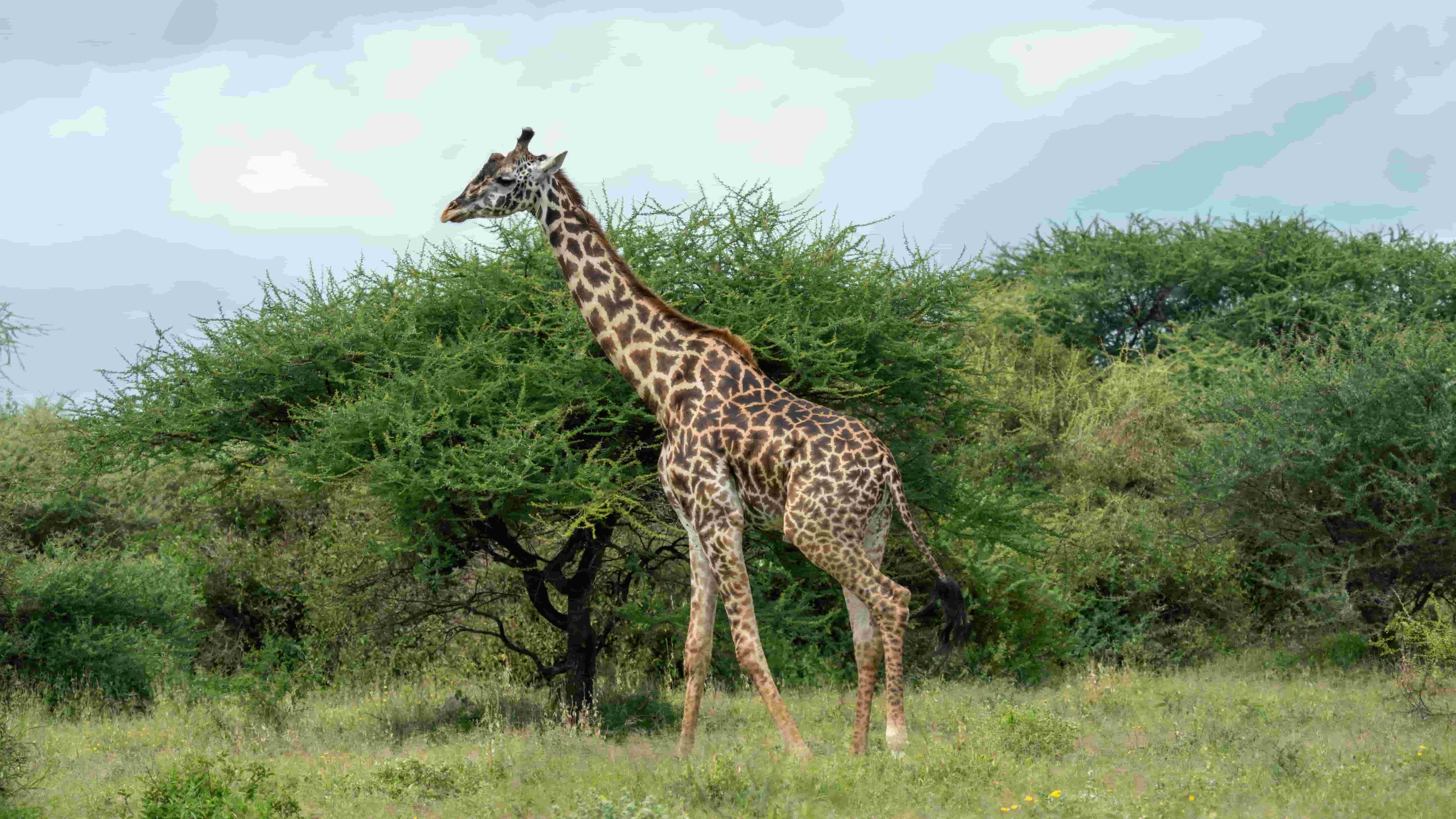 7-Day Big Five Safari in Tanzania