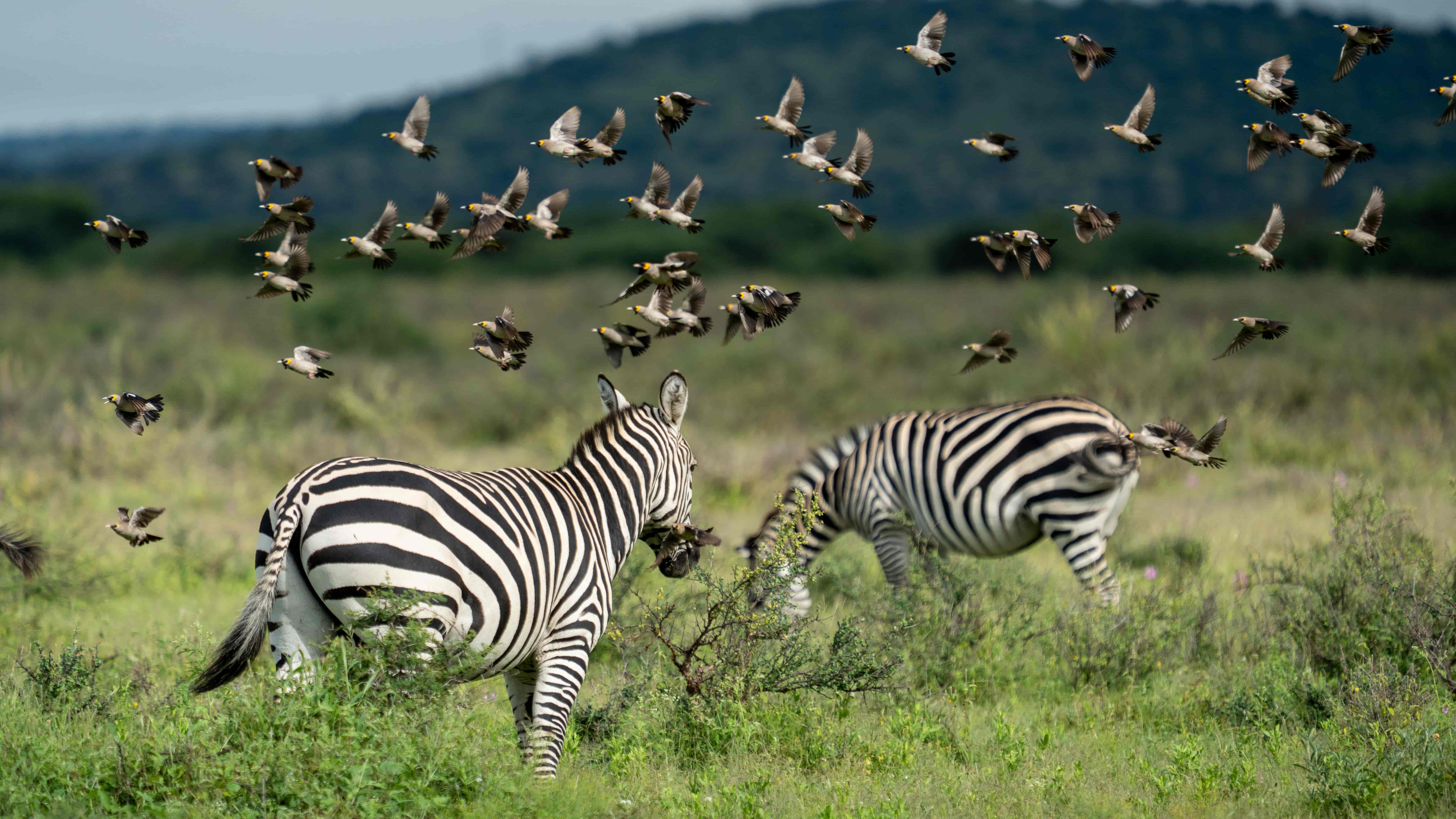 Arusha National Park Day Trip
